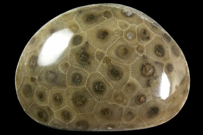 Polished Petoskey Stone (Fossil Coral) - Michigan #156093
